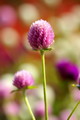 Gomphrena Globosa